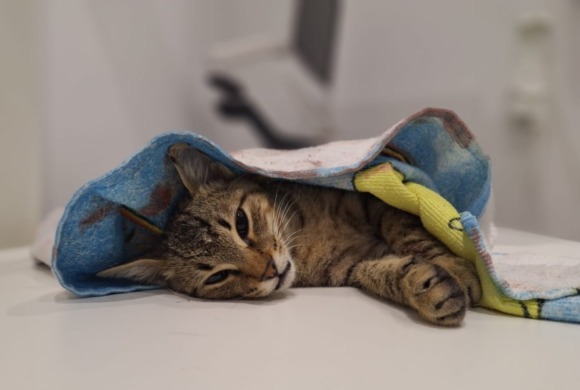 Letting him go was the kindest thing we could do