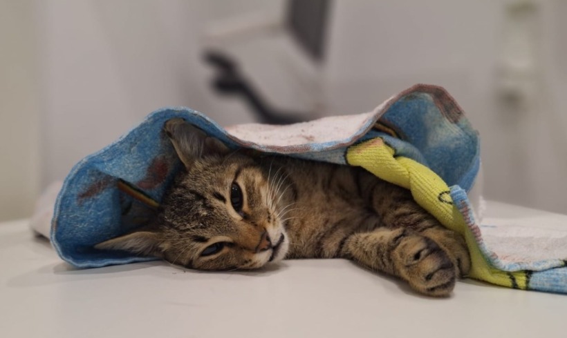 Letting him go was the kindest thing we could do