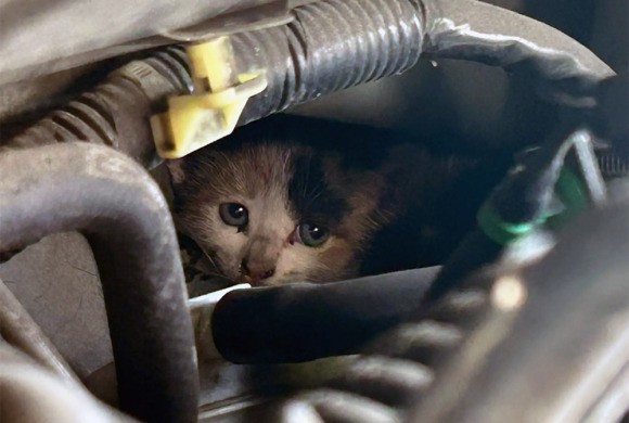 Another kitten stuck in a car engine