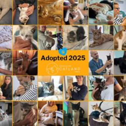 Catland Season Greetings & 2025 Round-Up