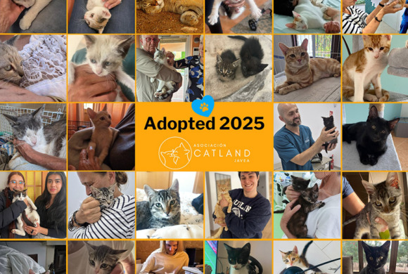 Catland Season Greetings & 2025 Round-Up