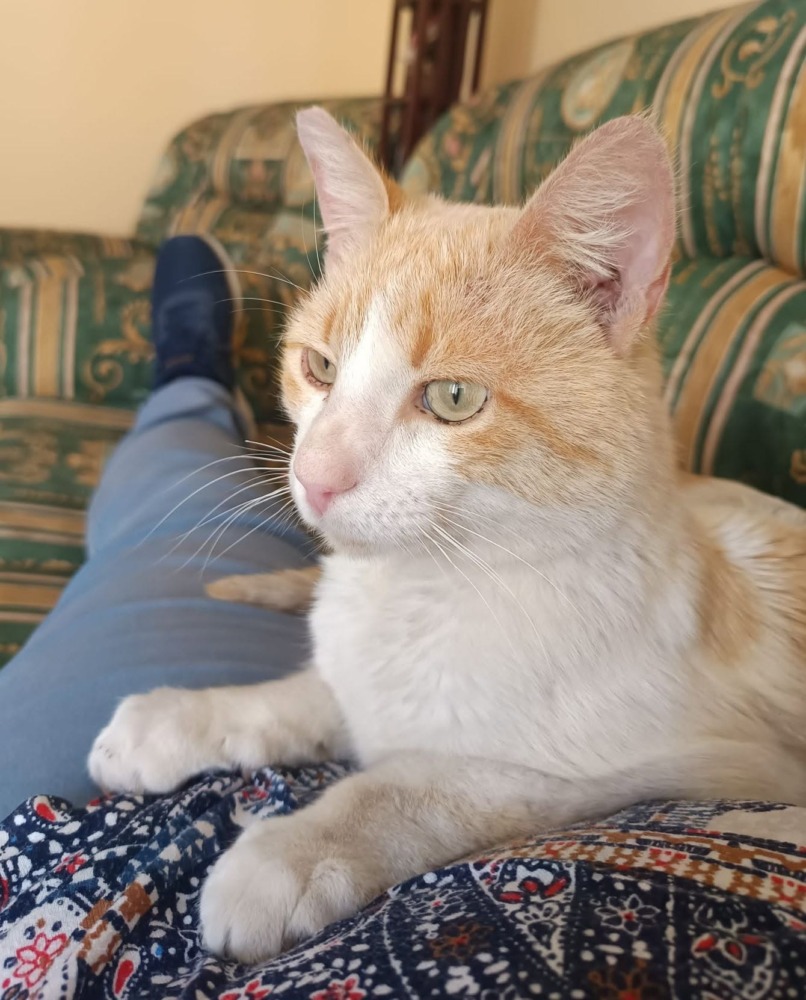 Friendly male cat found in Gata de Gorgos