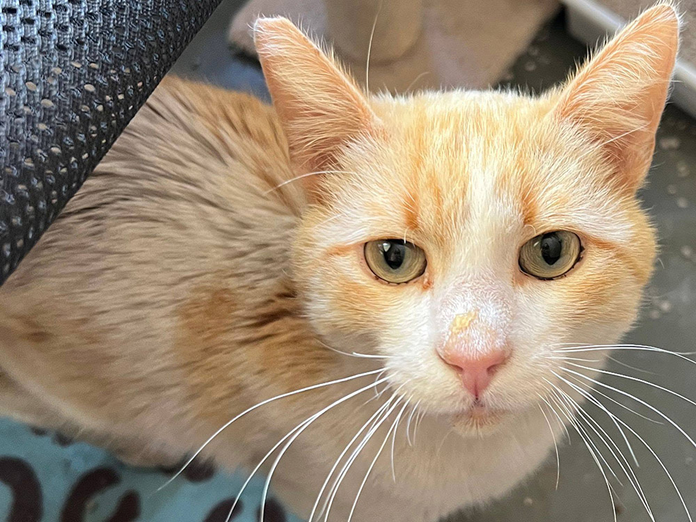Friendly male cat found in Gata de Gorgos