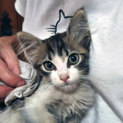 Tiny Kitten Saved From a Car Engine