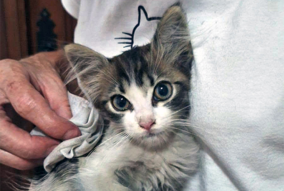 Tiny Kitten Saved From a Car Engine