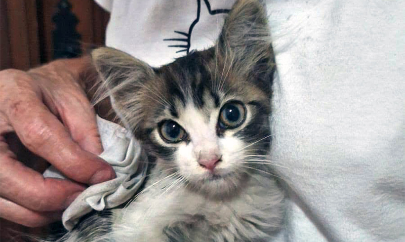 Tiny Kitten Saved From a Car Engine