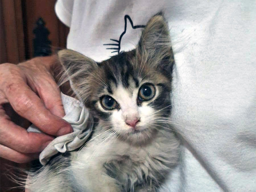 Saved From a Car Engine - San Juan Kitten Rescue