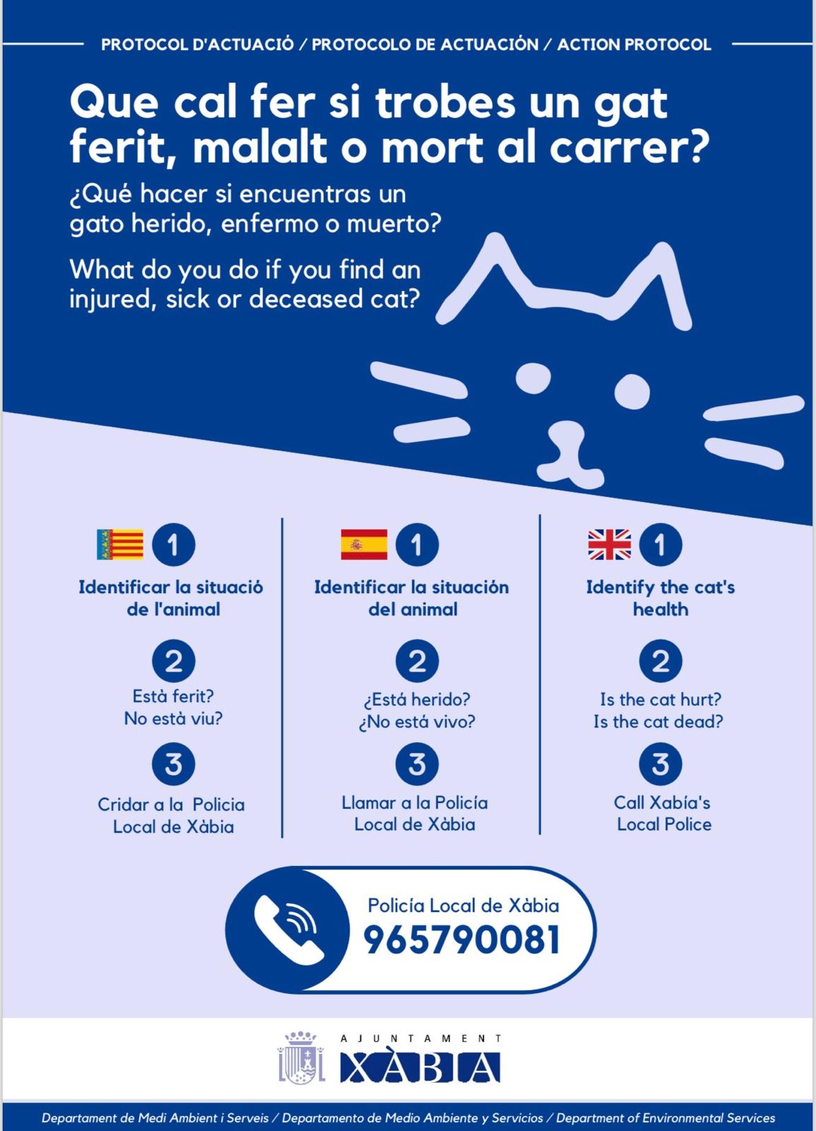 What do do when you find an injured, ill, or deceased cat - Catland Javea