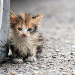 ¿Has encontrado un gatito en Jávea? Esto es lo que debes hacer
