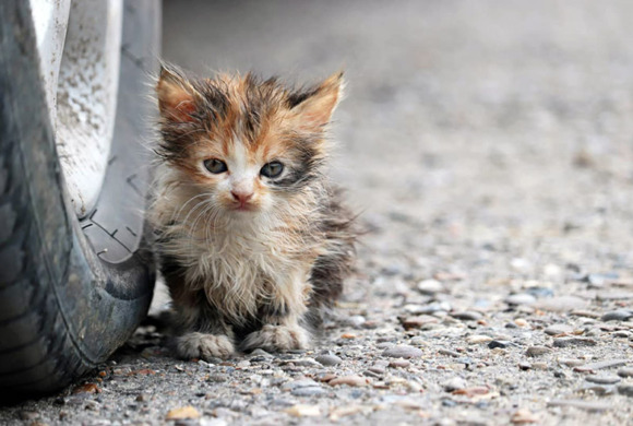 ¿Has encontrado un gatito en Jávea? Esto es lo que debes hacer