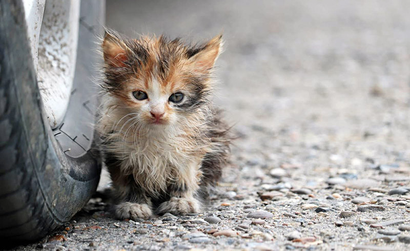 What to do when you find a kitten in Jávea