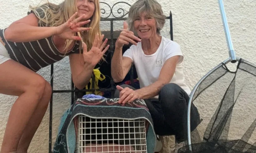 A Lidl Bag Saved the Day: A Crazy Kitten Rescue