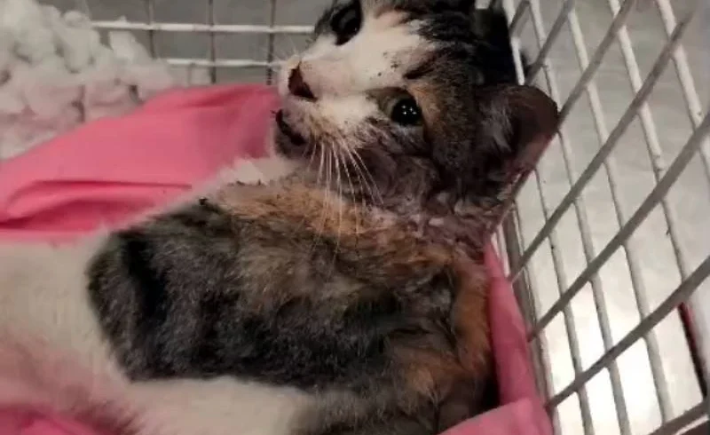 Two Little Lives Fighting Back
